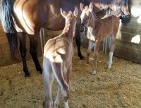 foals